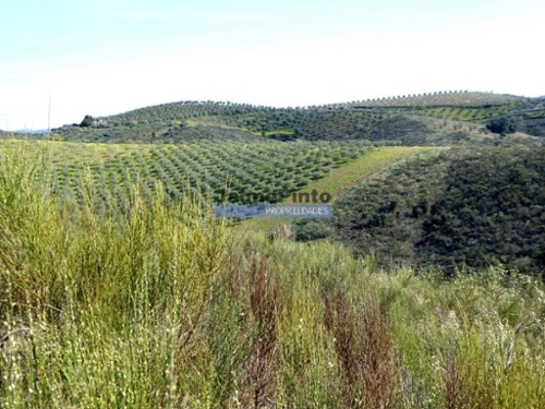 Alfândega da Fé Alfândega Da Fé terreno foto 320300