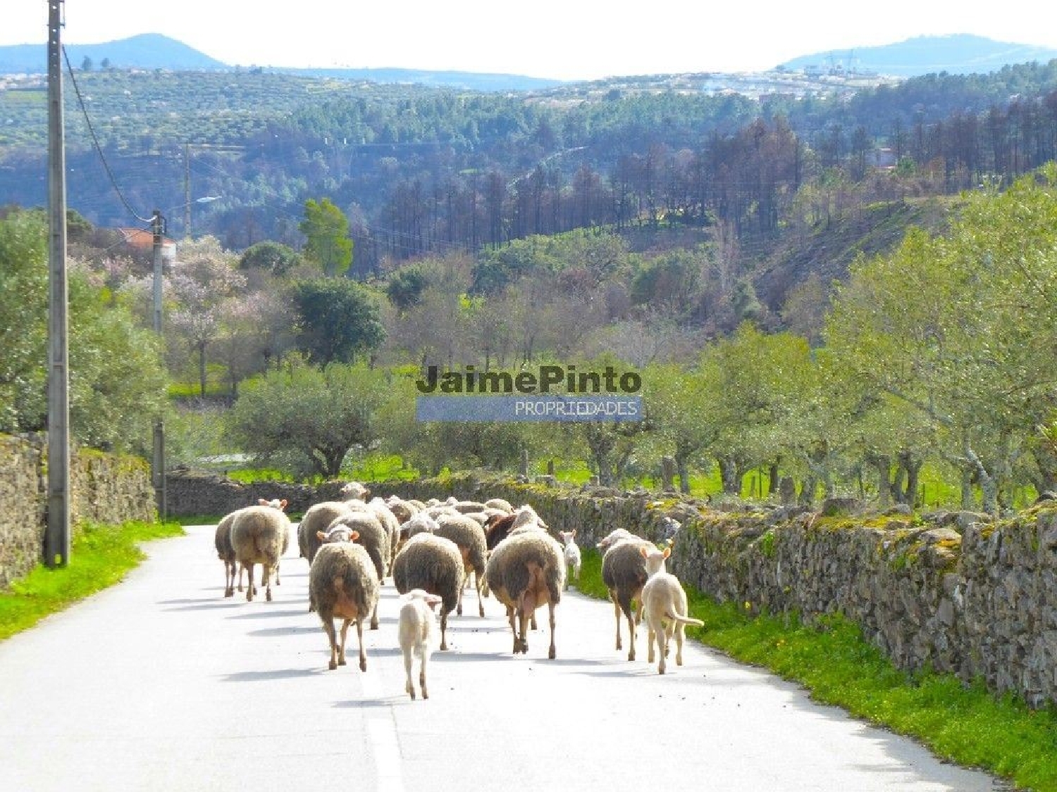 à venda terreno Alfândega da Fé Alfândega Da Fé 2