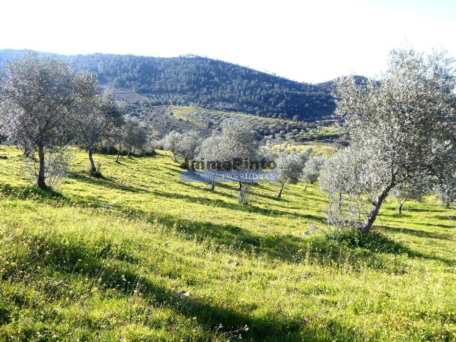  à venda terreno Alfândega da Fé Alfândega Da Fé 1