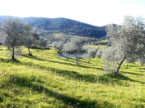 Alfândega da Fé Alfândega Da Fé terreno foto 320397