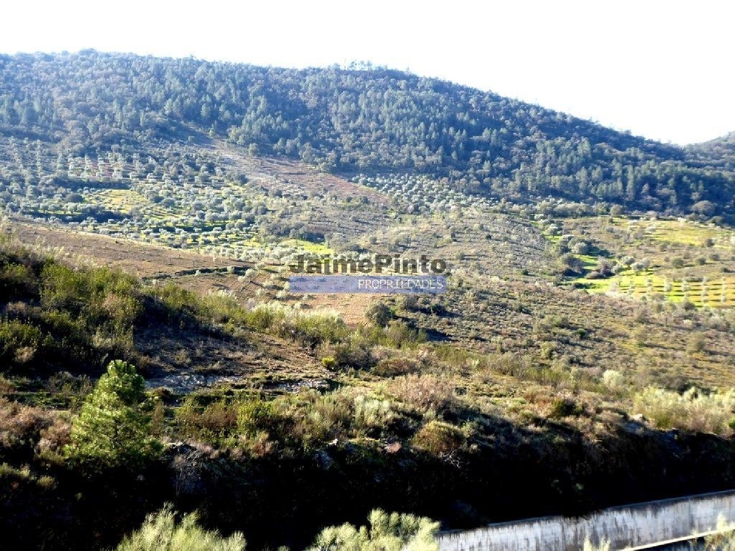 à venda terreno Alfândega da Fé Alfândega Da Fé 2