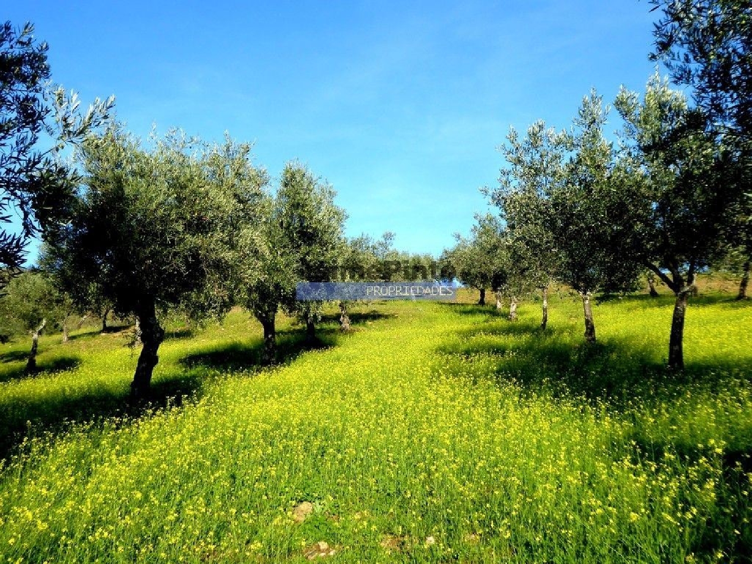  à venda terreno Alfândega da Fé Alfândega Da Fé 1