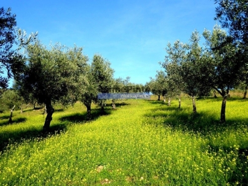 Alfândega da Fé Alfândega Da Fé terreno foto 320454