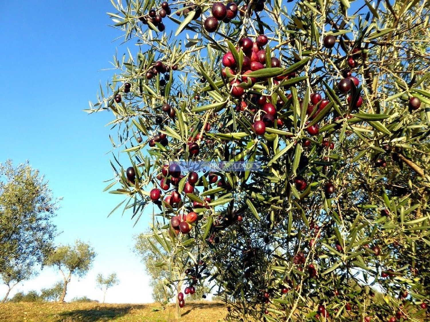  à venda terreno Alfândega da Fé Alfândega Da Fé 2