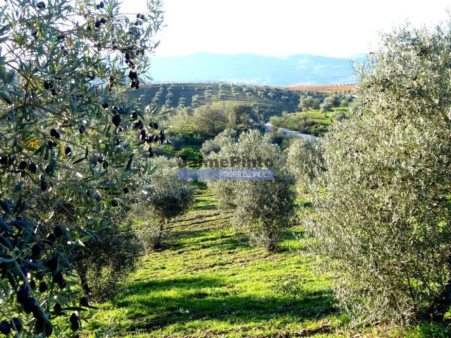  à venda terreno Alfândega da Fé Alfândega Da Fé 3