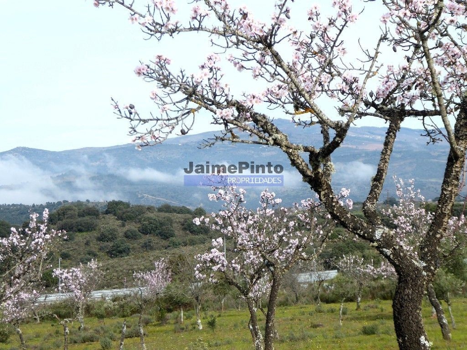 à venda terreno Alfândega da Fé Alfândega Da Fé 2