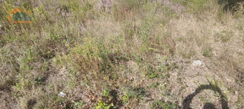 Alfena Valongo terrain foto 327328
