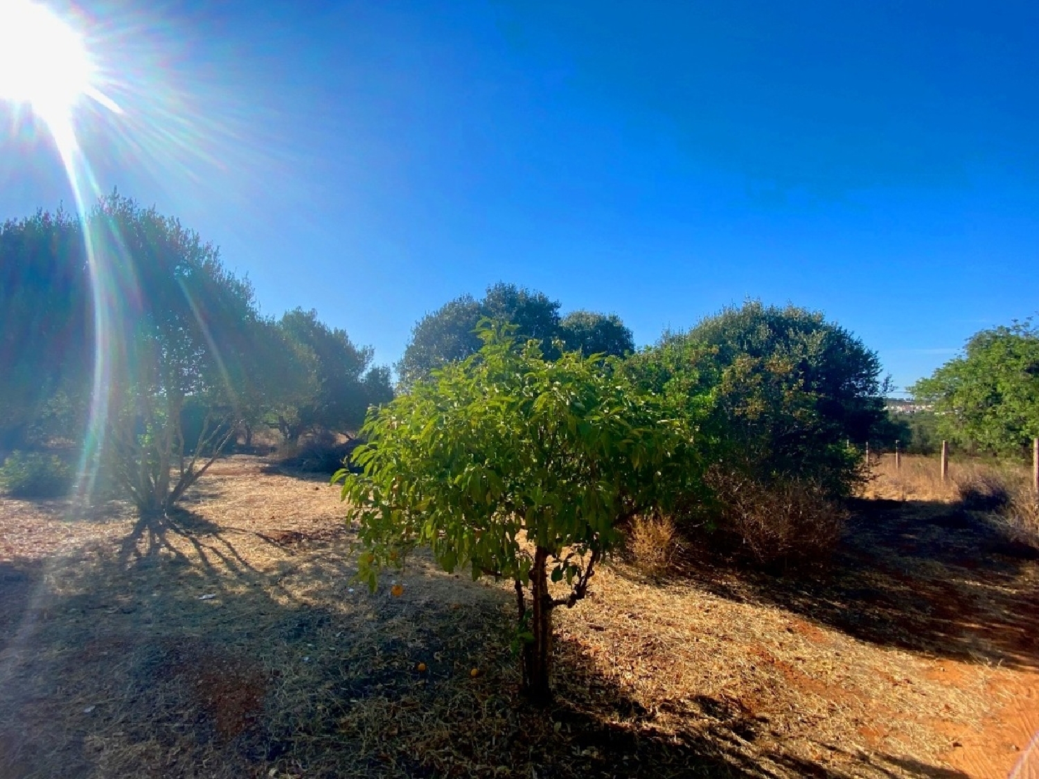  te koop terrein Almancil Loulé 5