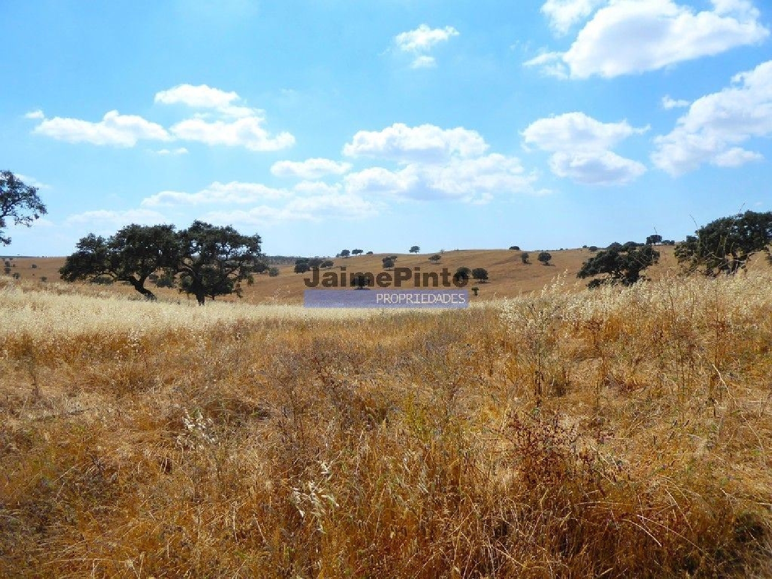for sale terrain Almodôvar Almodôvar 2