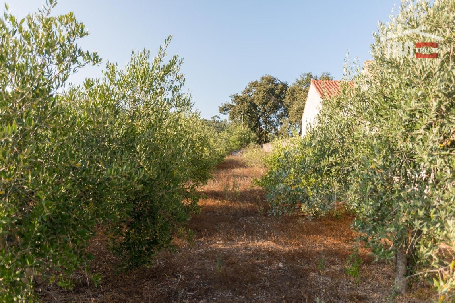 en venta terreno Alqueidão da Serra Porto De Mós 2