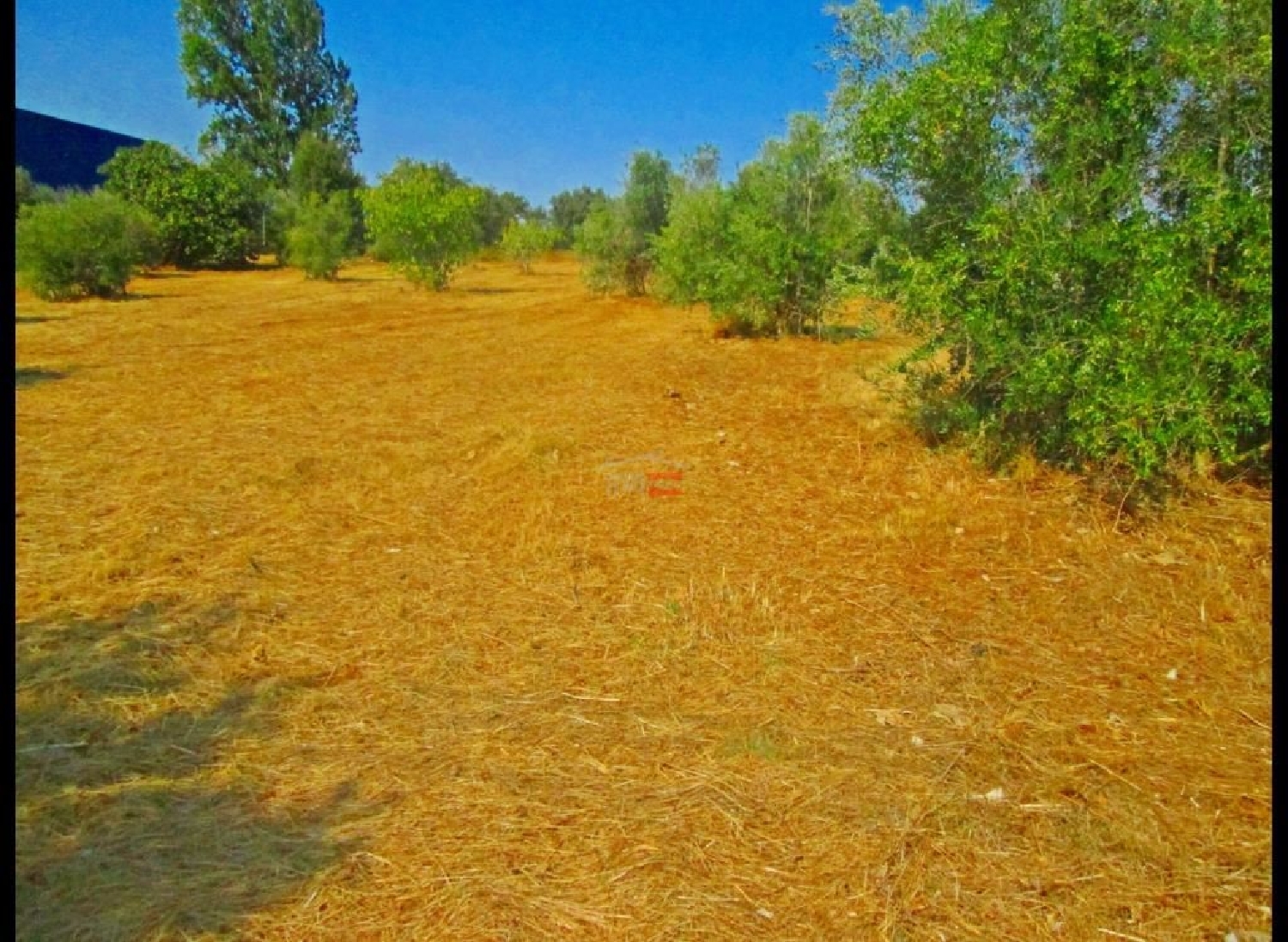 à vendre terrain Alviobeira Tomar 1