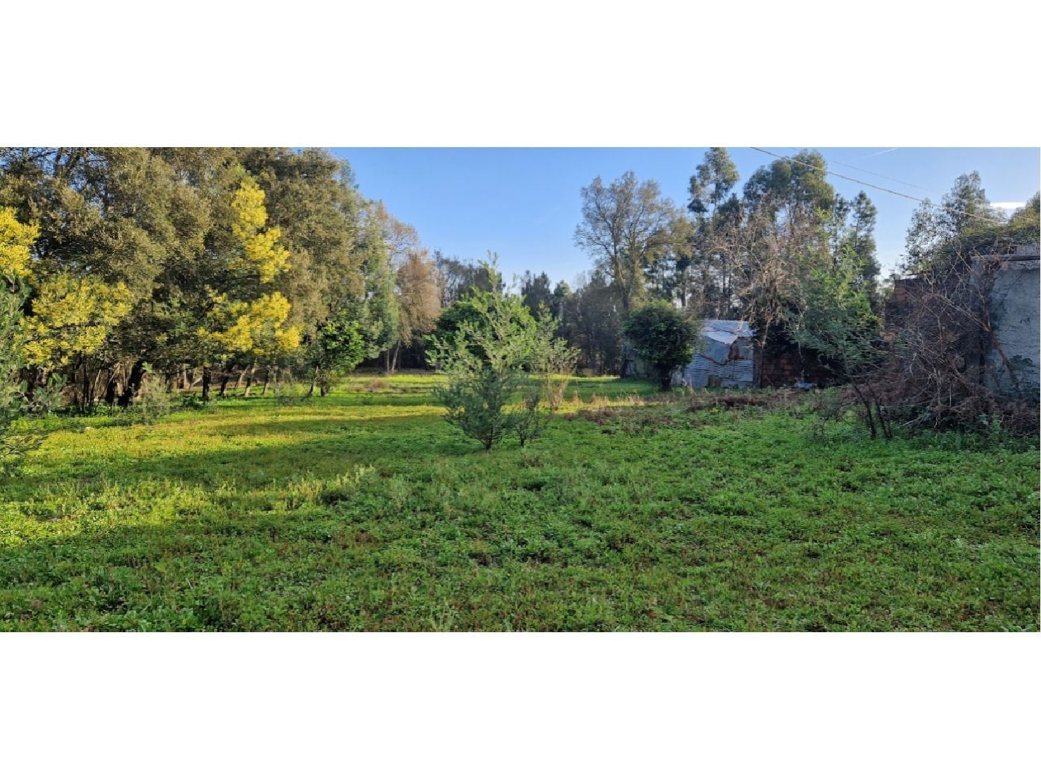  for sale terrain Antes Mealhada 3