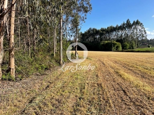 Argivai Póvoa De Varzim terrein foto 320848
