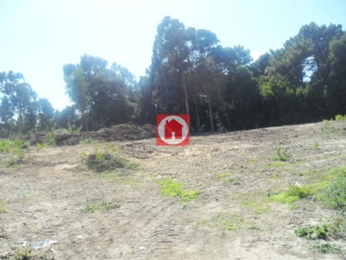 Árvore Vila Do Conde terrein foto 320608
