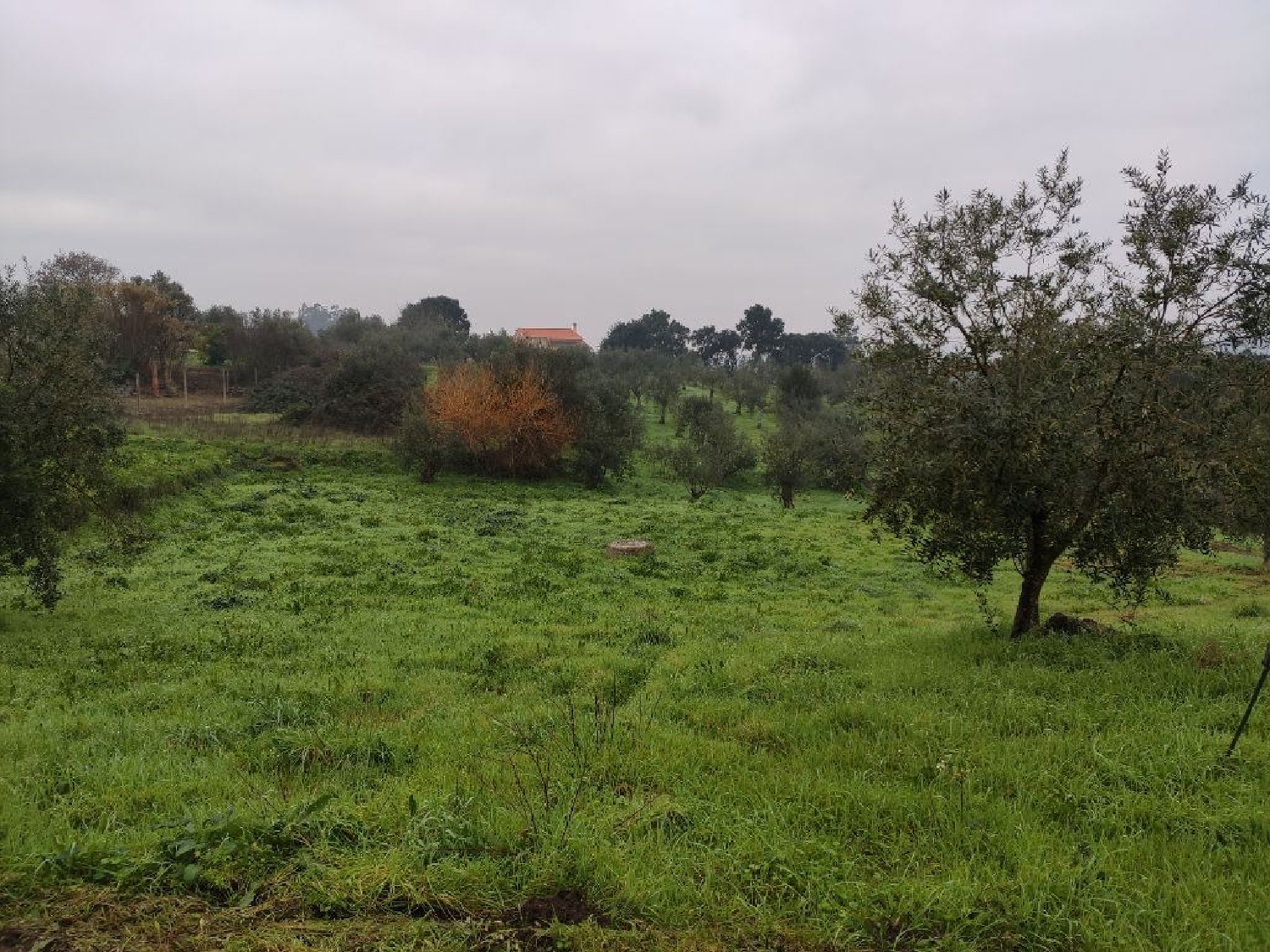  for sale terrain Atouguia Ourém 1