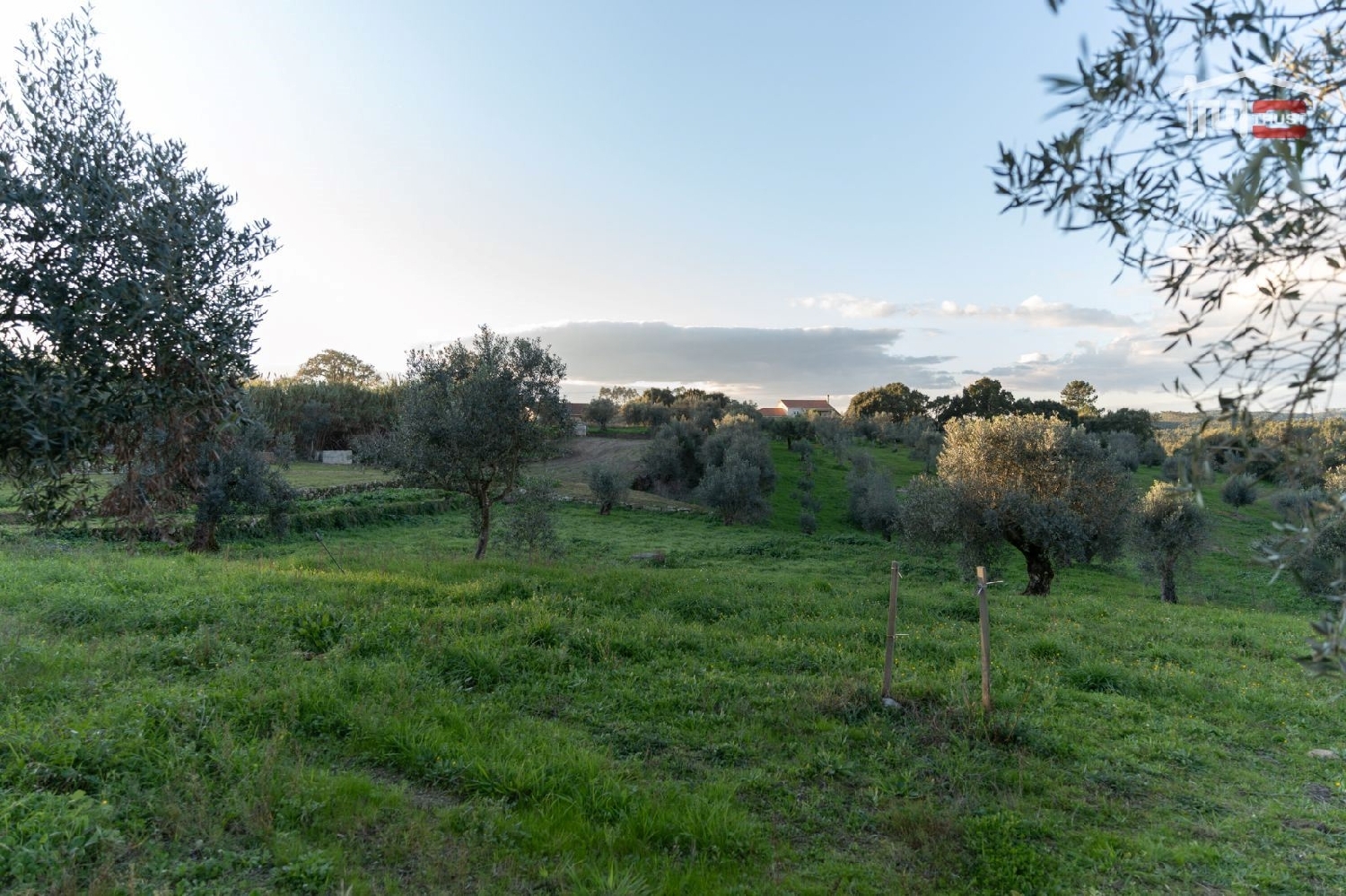 for sale terrain Atouguia Ourém 2