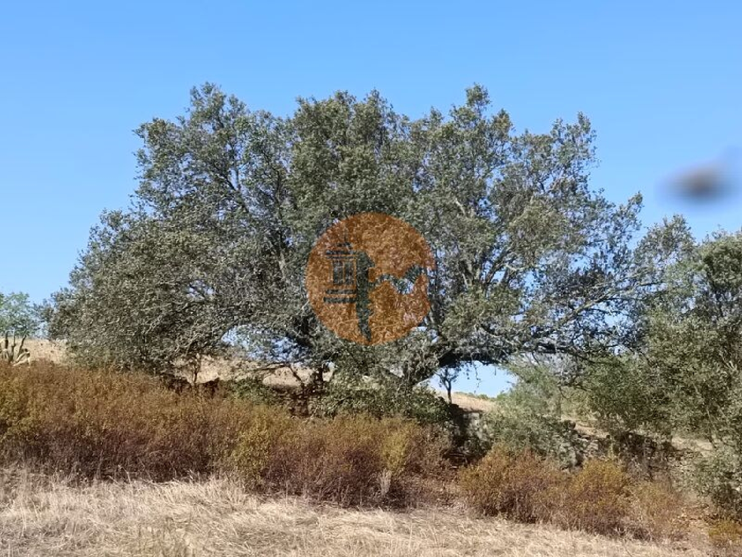 kaufen Grundstück Azinhal Albufeira 3