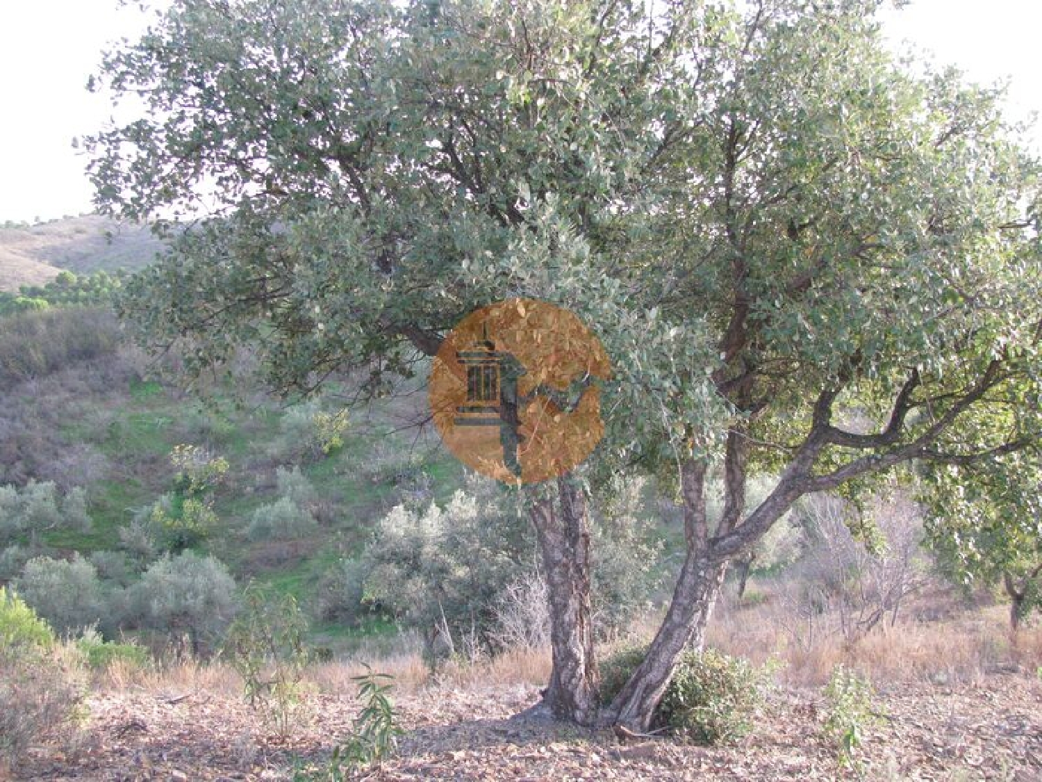  köpa tomt Azinhal Albufeira 4