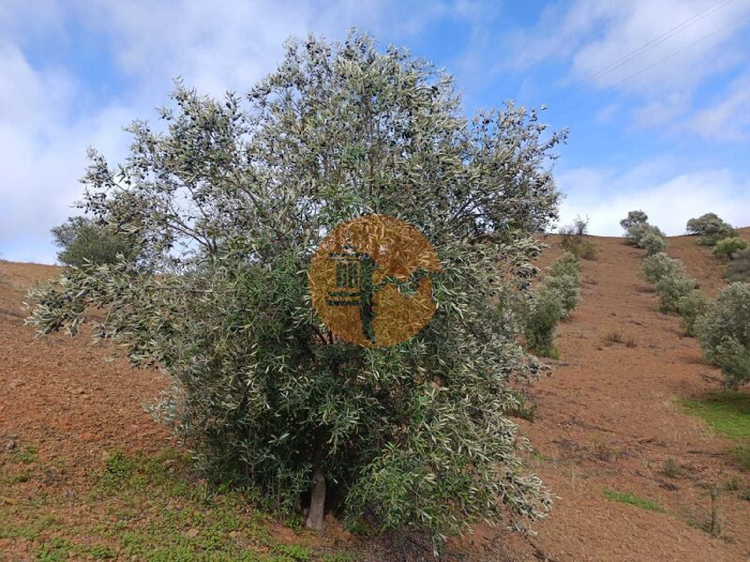 à vendre terrain Azinhal Albufeira 3
