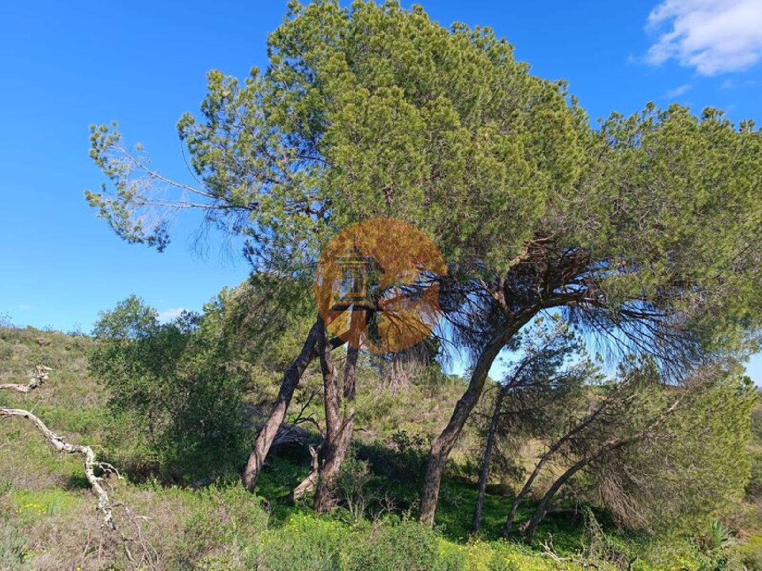  for sale terrain Azinhal Albufeira 1