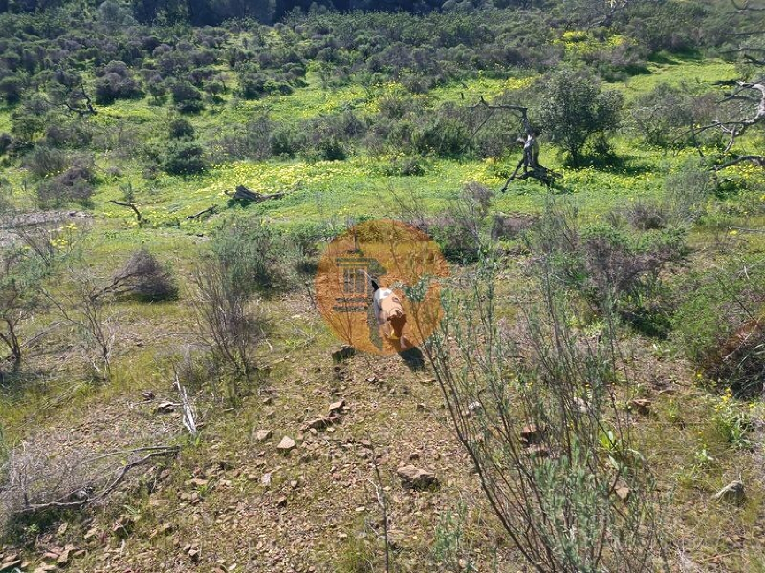  for sale terrain Azinhal Albufeira 4