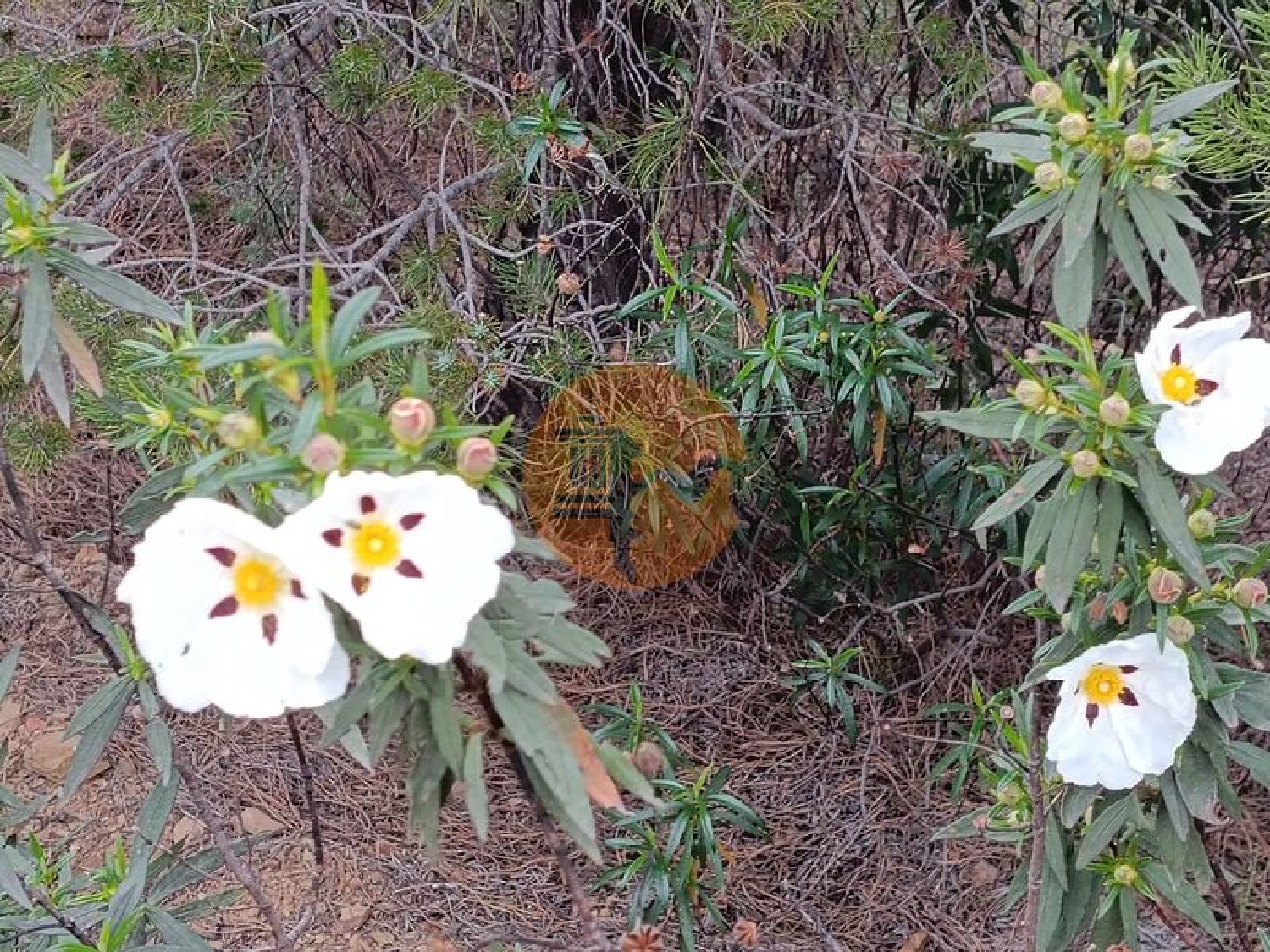  à venda terreno Azinhal Albufeira 4