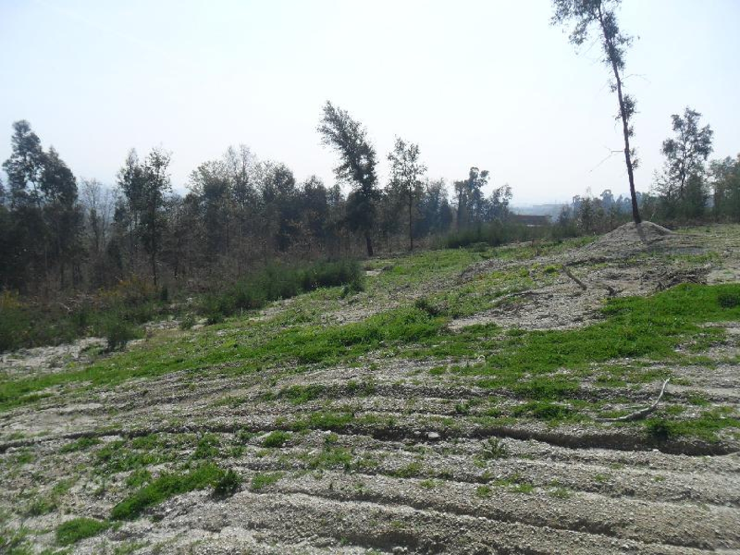  à venda terreno Balazar Guimarães 1