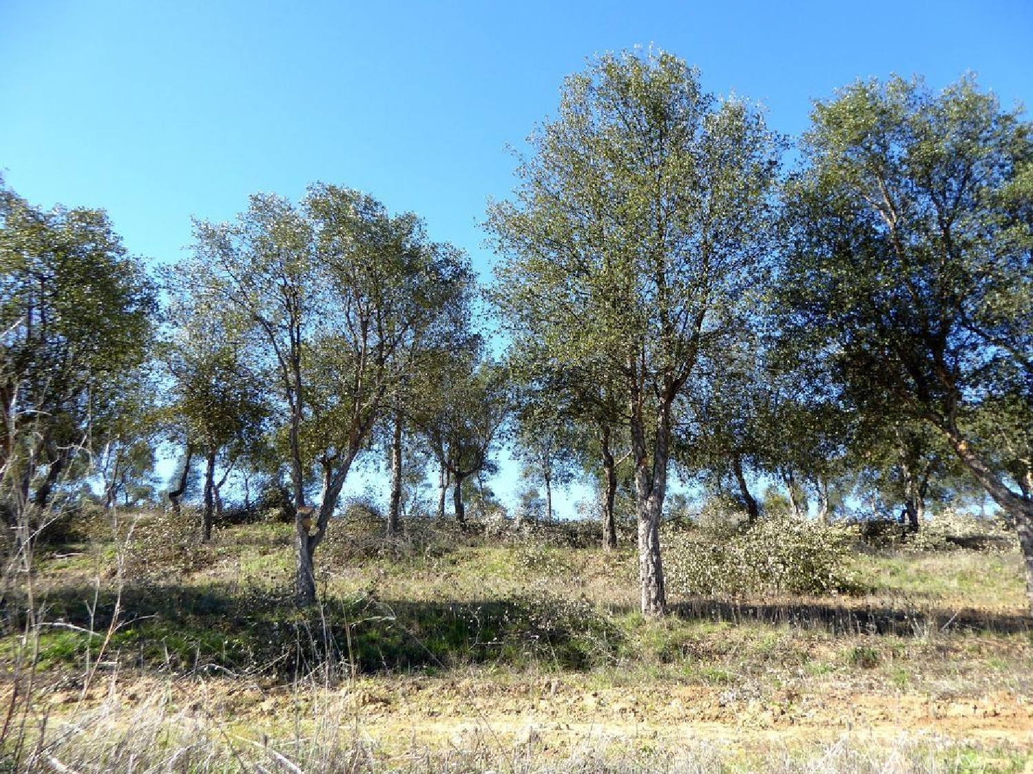  à vendre terrain Baleizão Beja 2