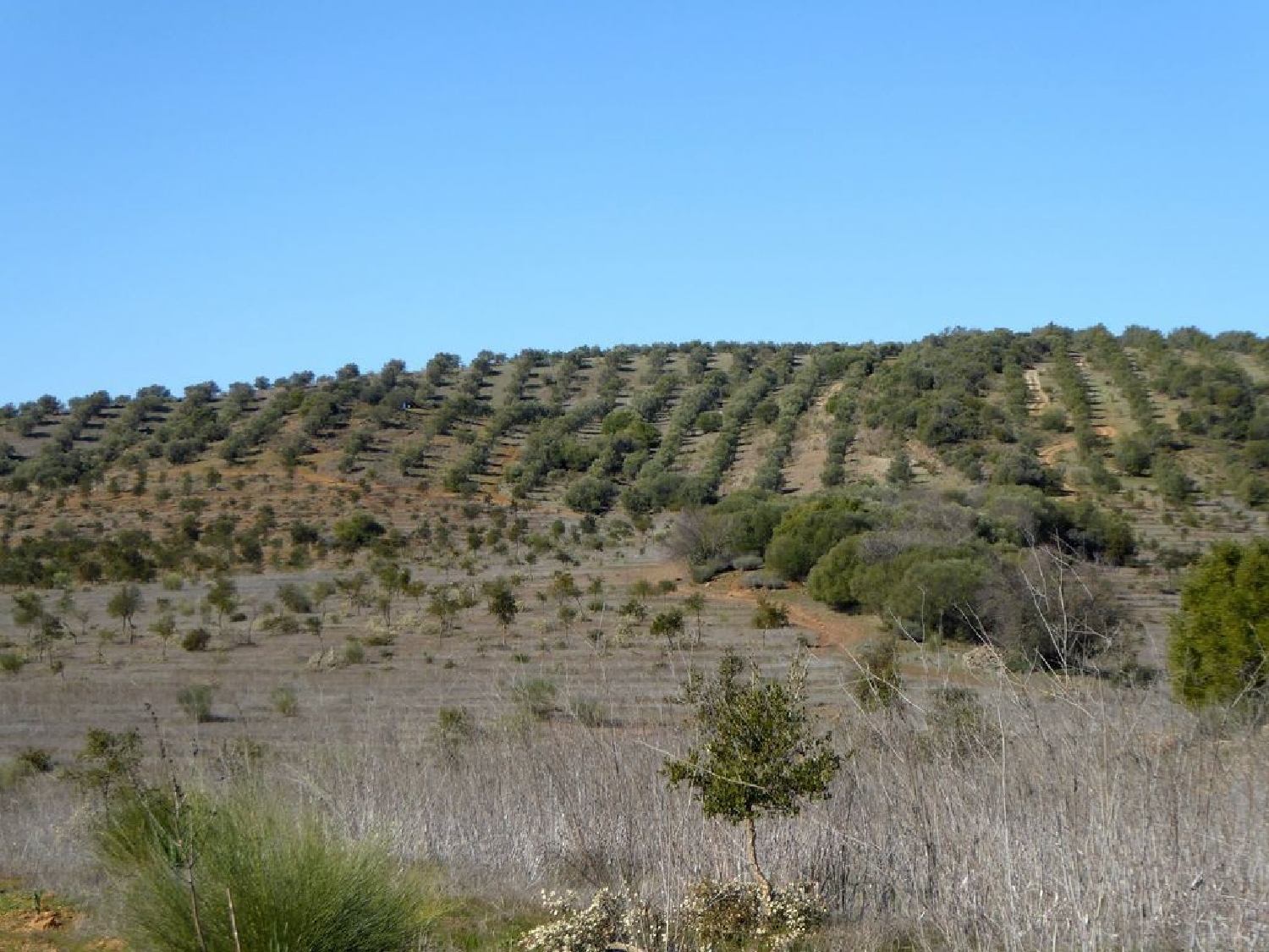  à vendre terrain Baleizão Beja 3