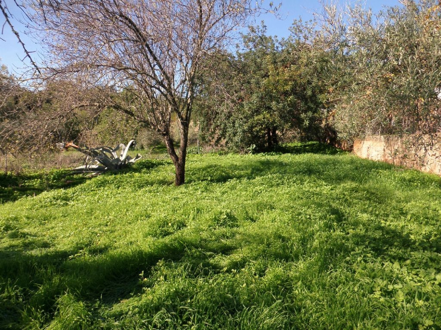 for sale terrain Benafim Loulé 3