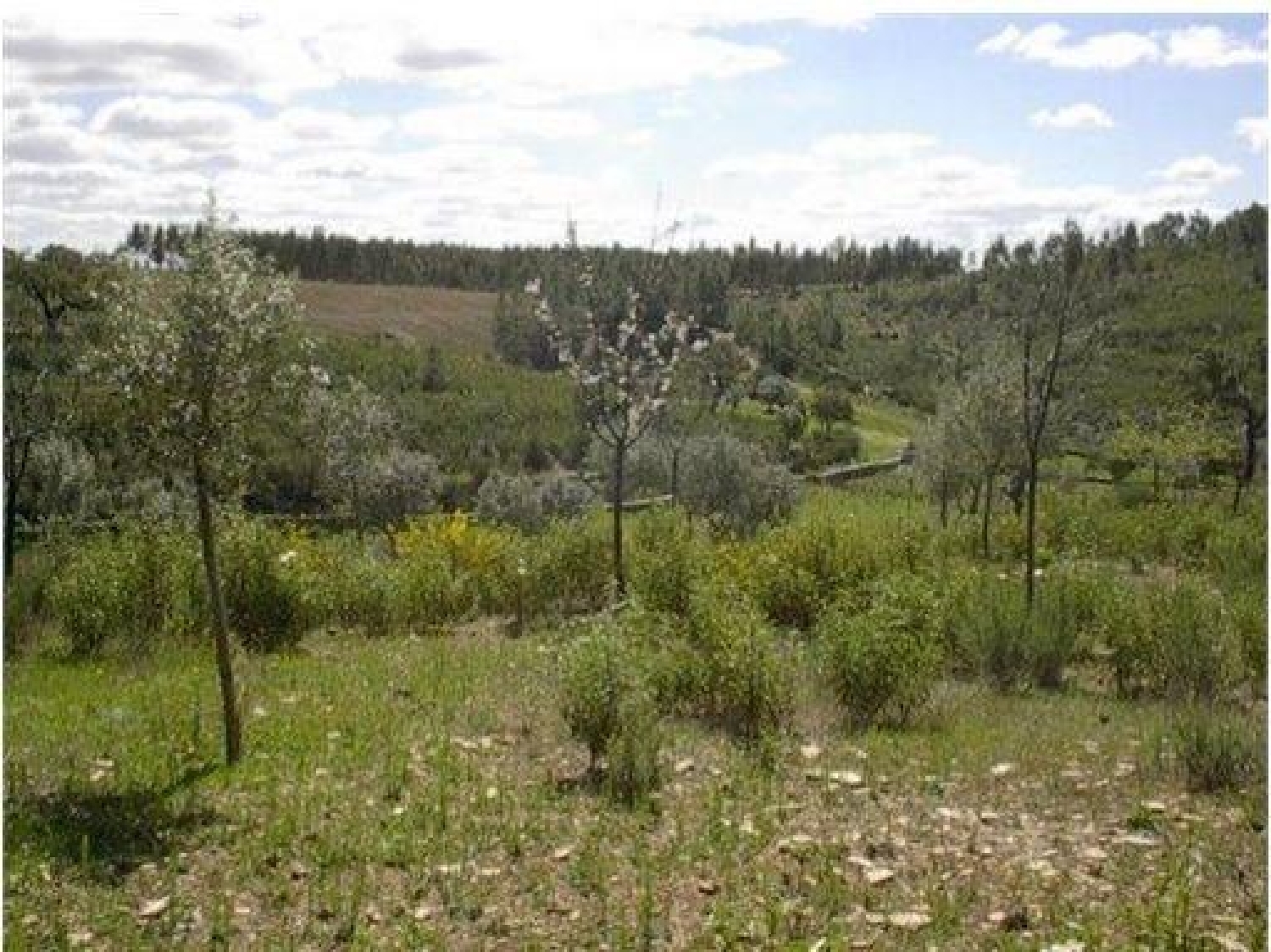  te koop terrein Benquerenças Castelo Branco 1