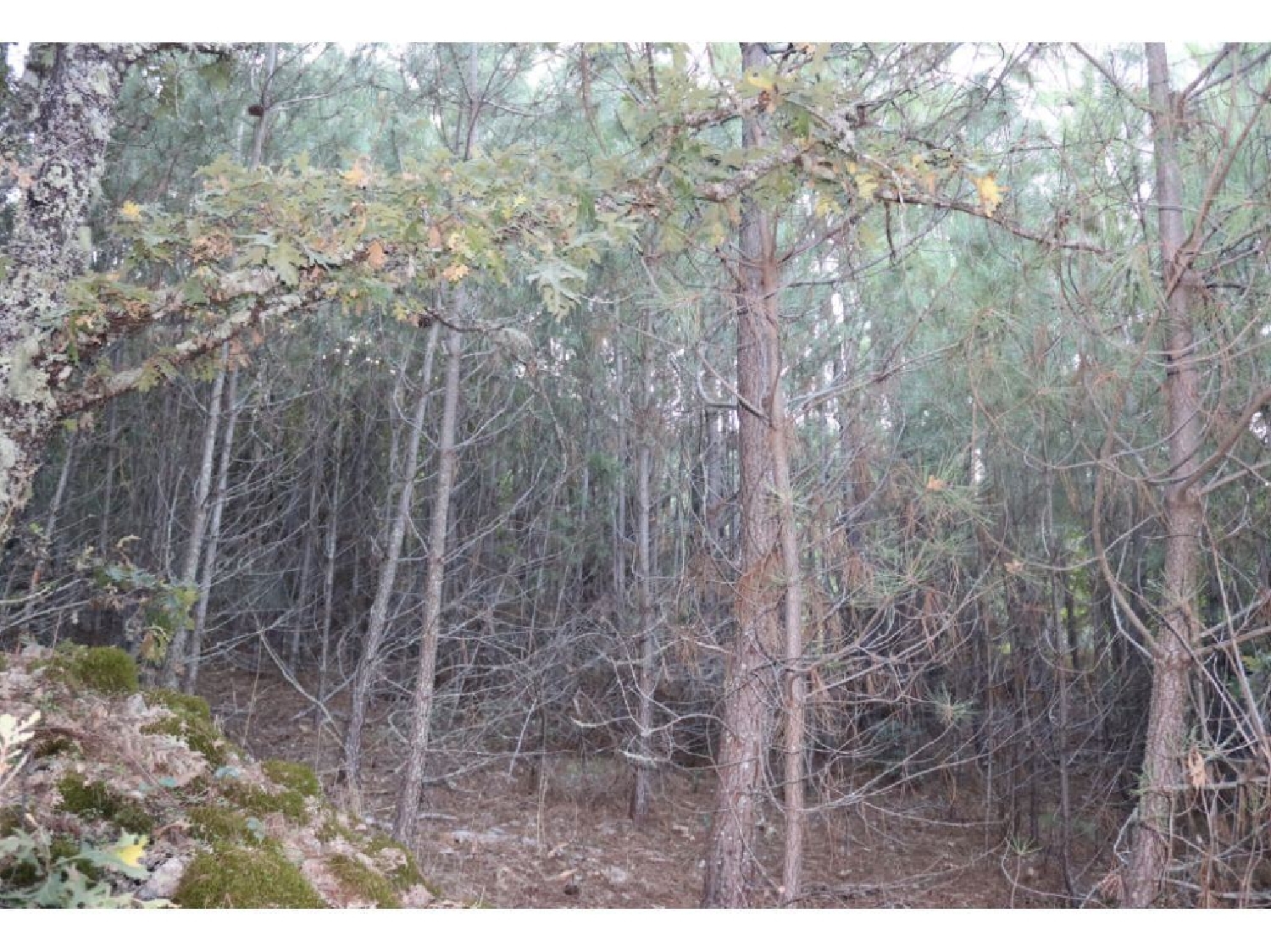  te koop terrein Cabeço de Mouro Marvão 1