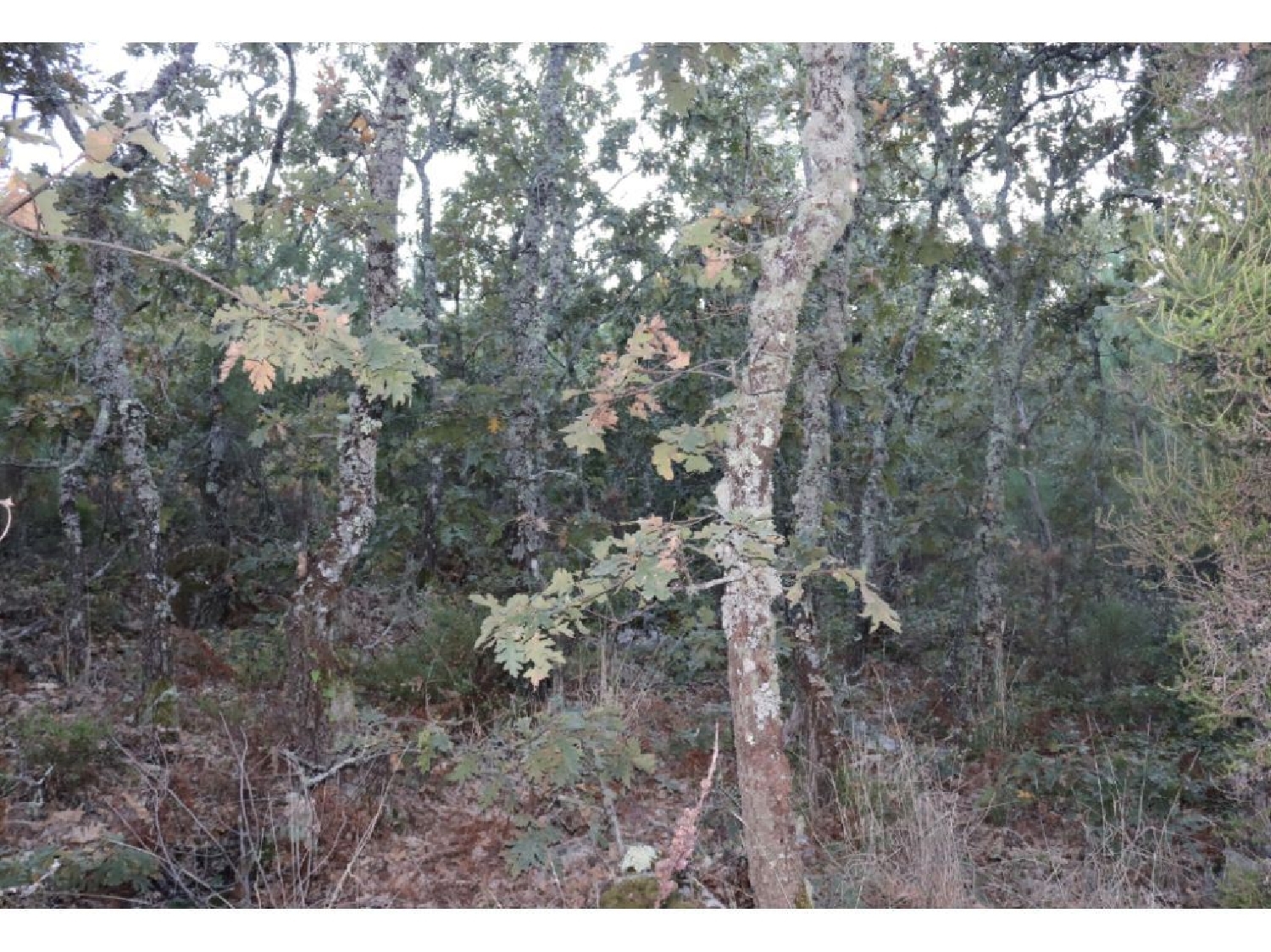  te koop terrein Cabeço de Mouro Marvão 2