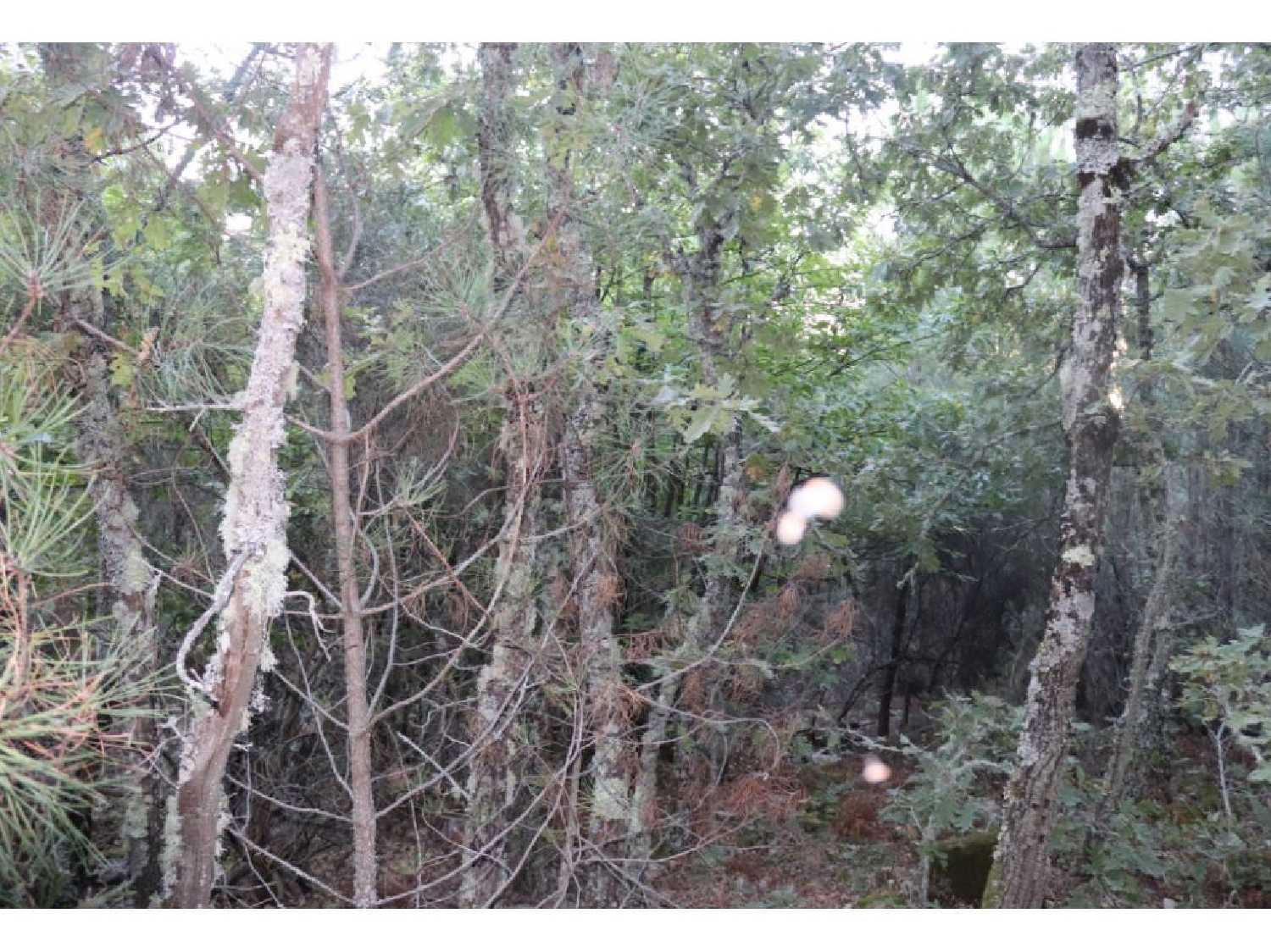  te koop terrein Cabeço de Mouro Marvão 3