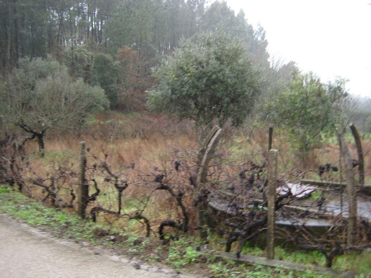  te koop terrein Cabeçudo Sertã 1