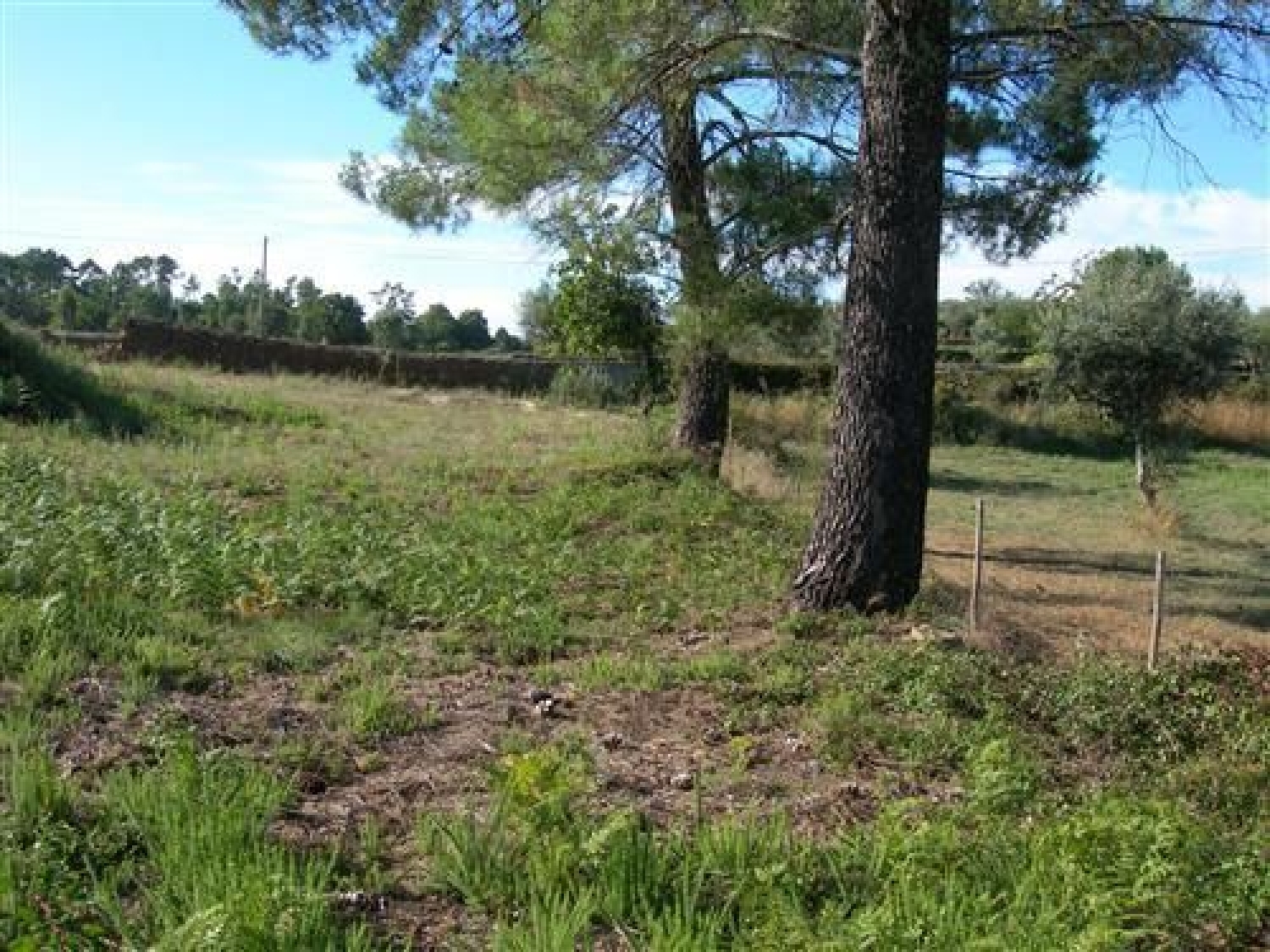 à vendre terrain Cabeçudo Sertã 3