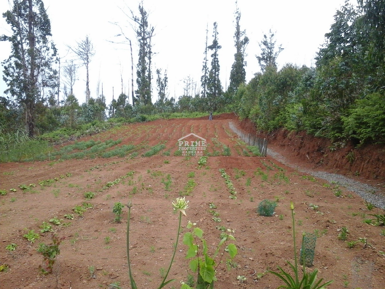  à venda terreno Calheta Calheta (Madeira) 1