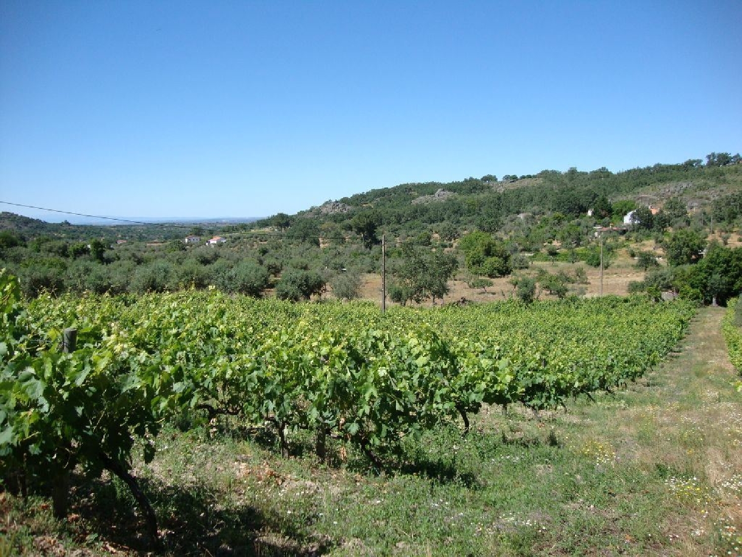  te koop terrein Canto das Nogueiras Castelo De Vide 1