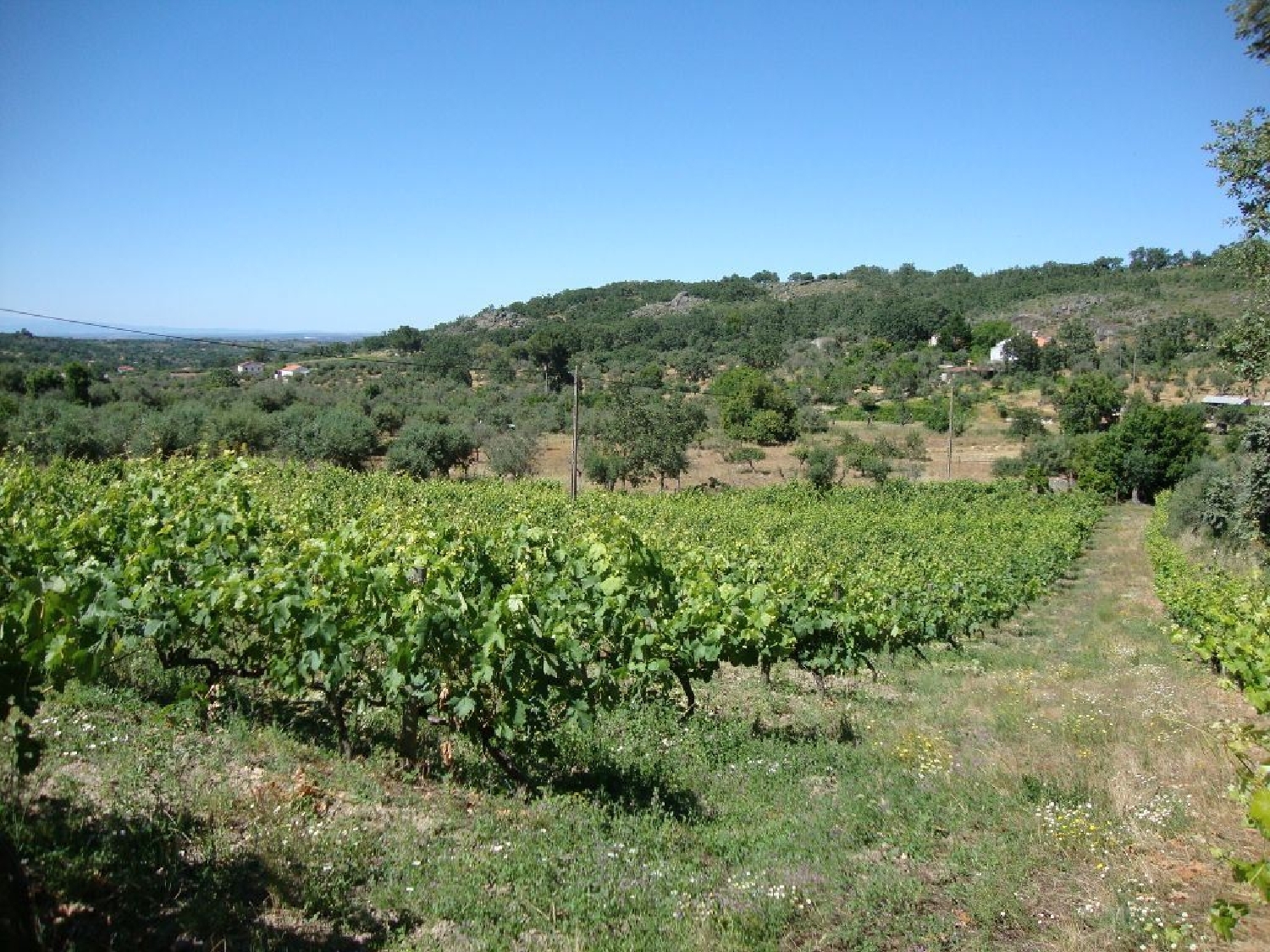 te koop terrein Canto das Nogueiras Castelo De Vide 2