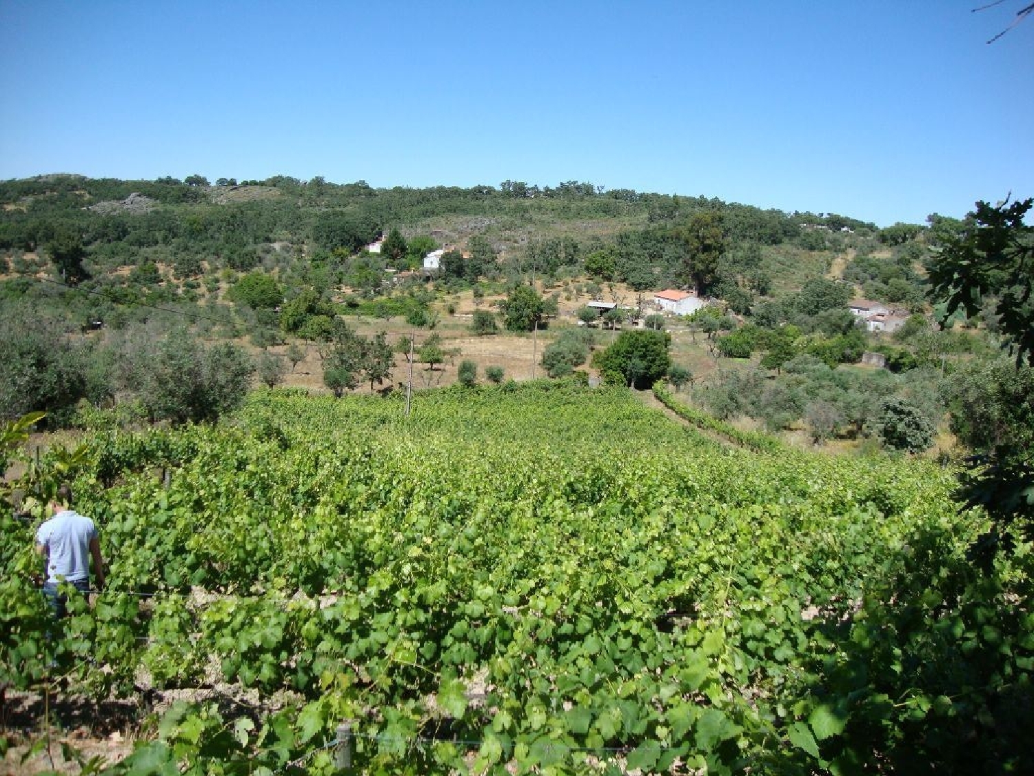 te koop terrein Canto das Nogueiras Castelo De Vide 3
