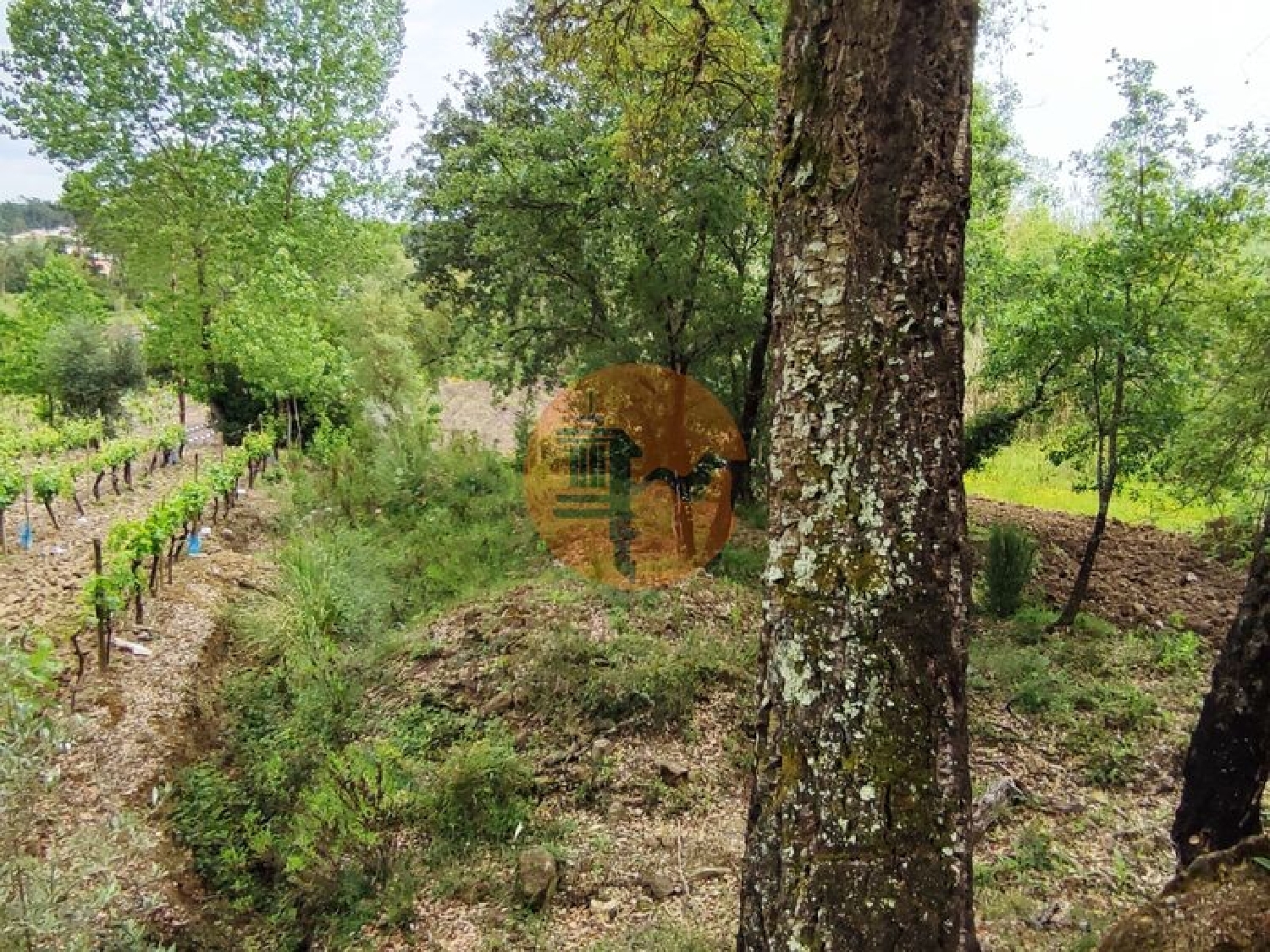  te koop terrein Casal Comba Mealhada 6