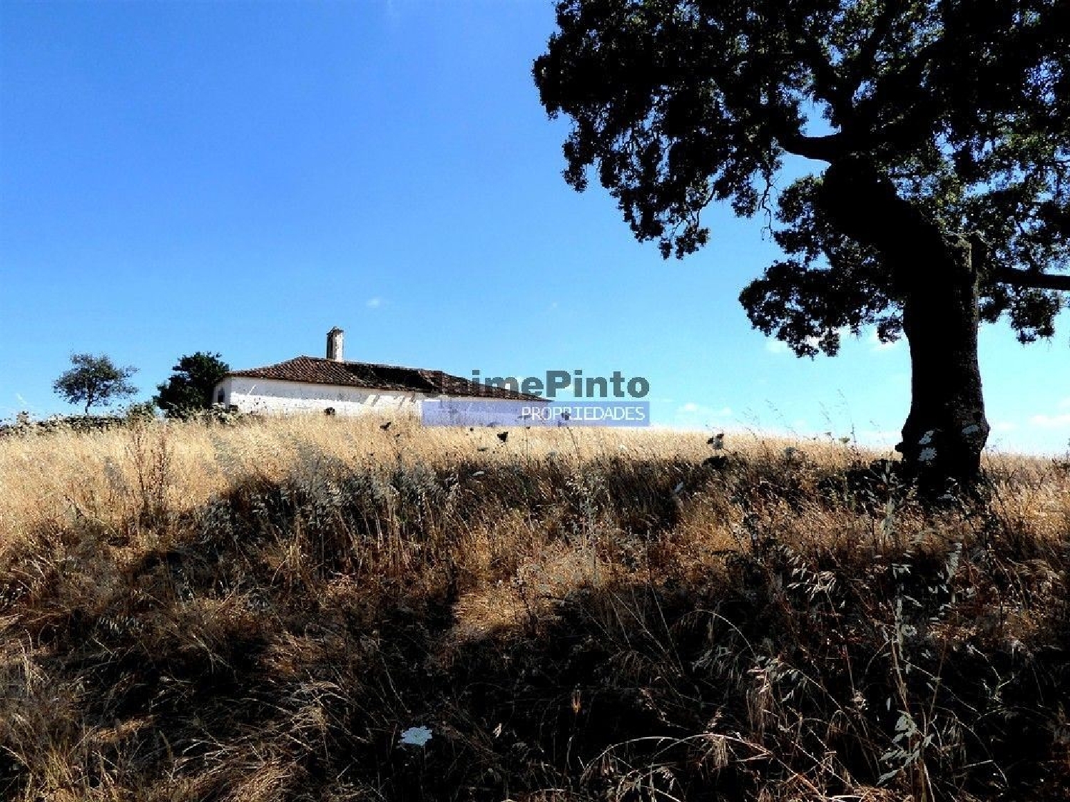  for sale terrain Casével Castro Verde 1