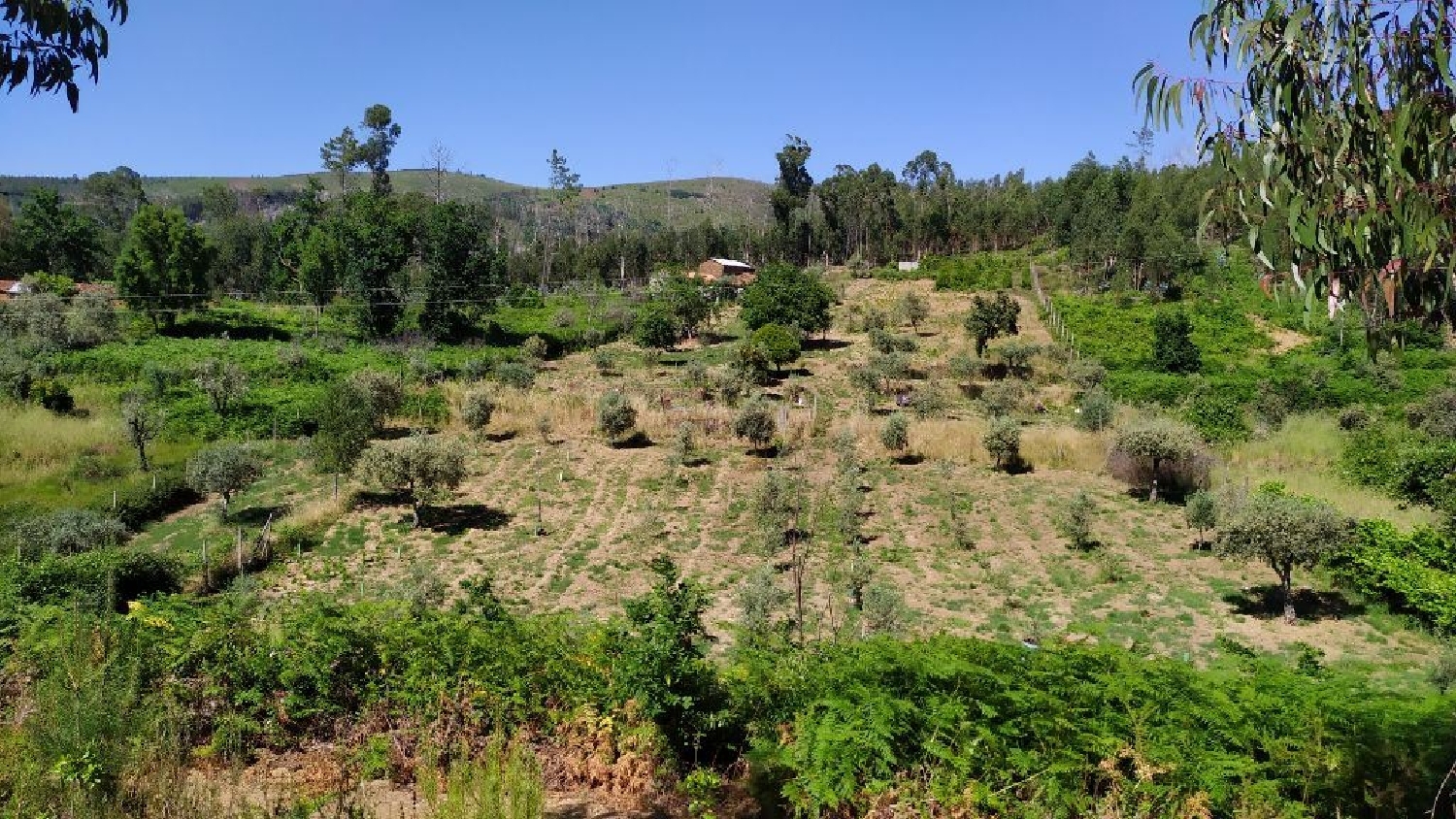  à vendre terrain Castanheira de Pêra Castanheira De Pêra 1