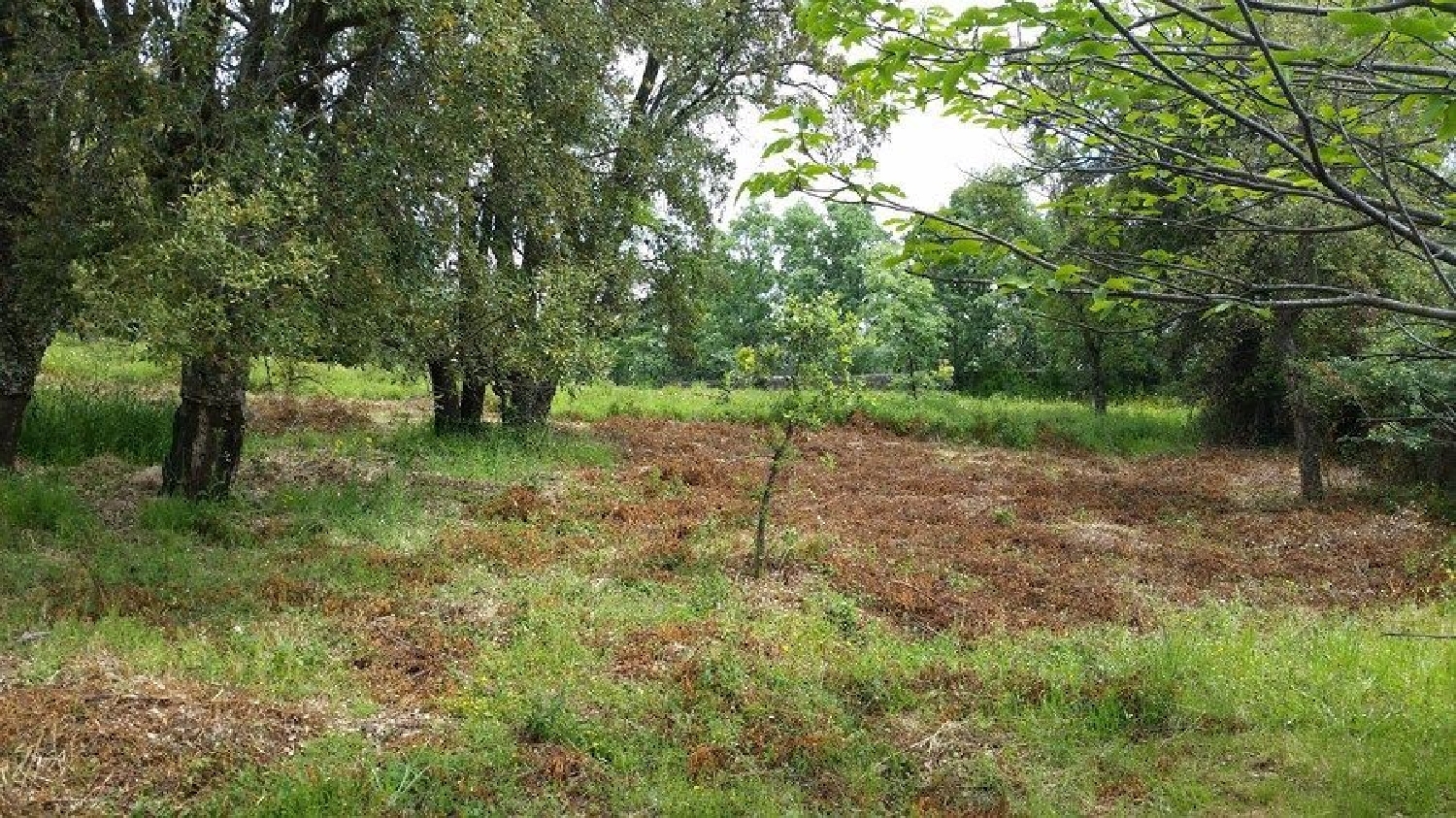  te koop terrein Castelo de Vide Castelo De Vide 1