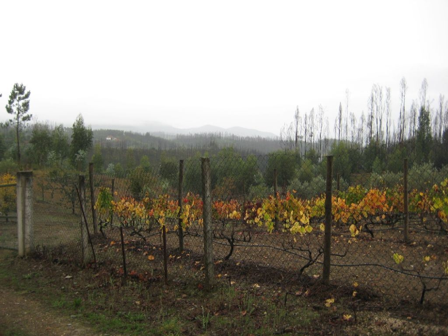 te koop terrein Castelo Sertã 2
