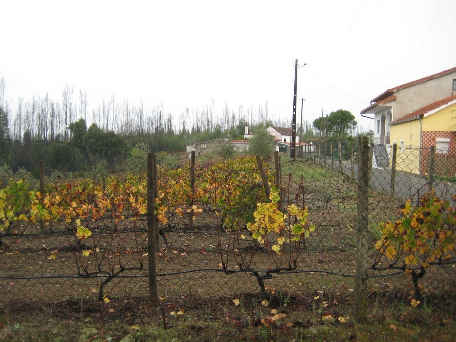 te koop terrein Castelo Sertã 3