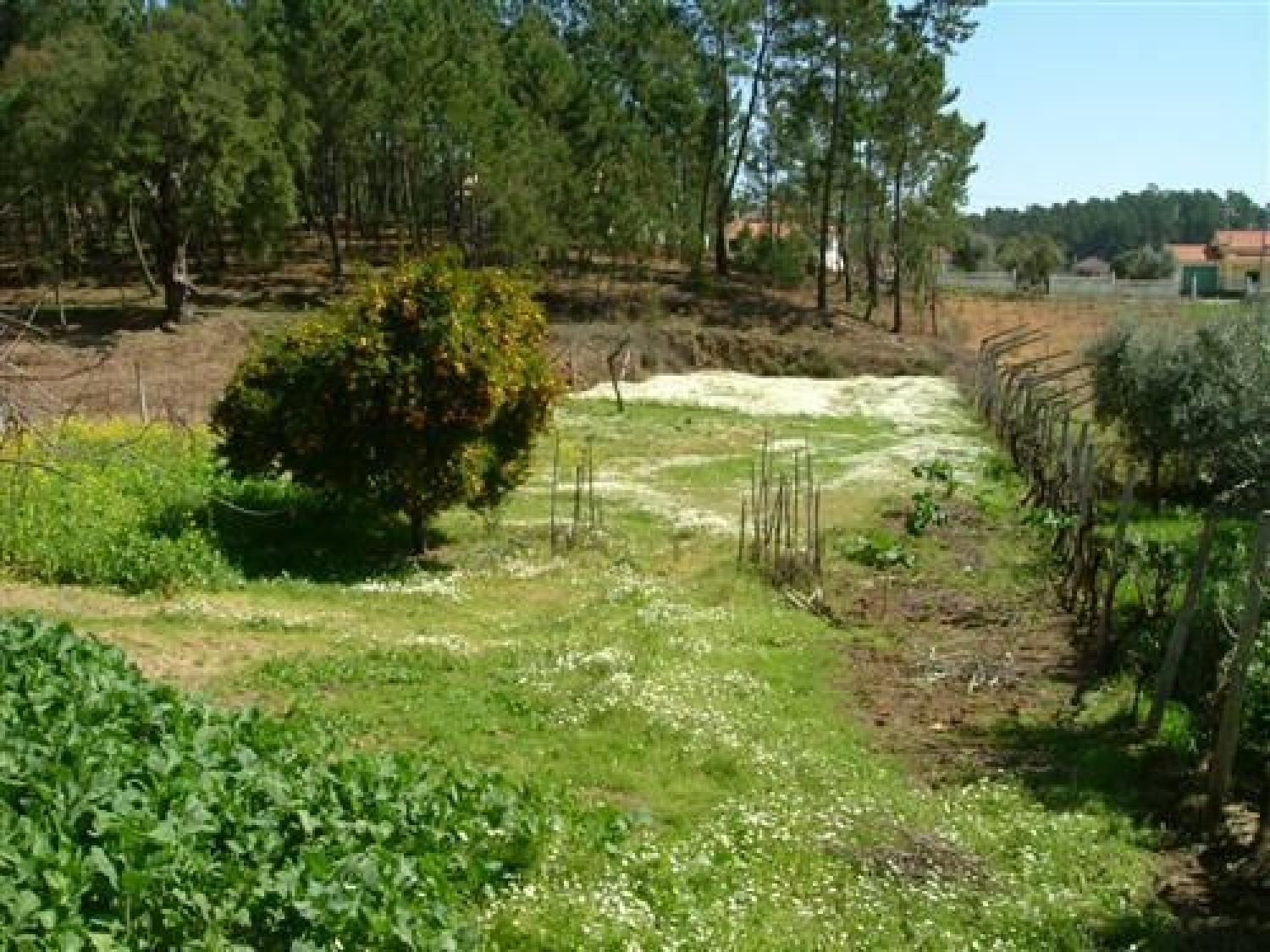 te koop terrein Castelo Sertã 2