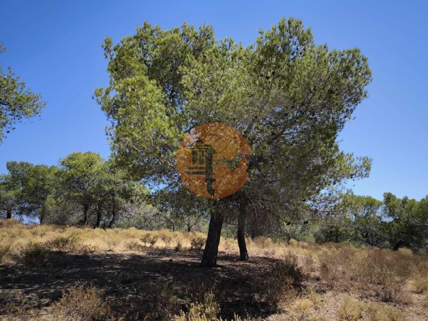  for sale terrain Castro Marim Castro Marim 1