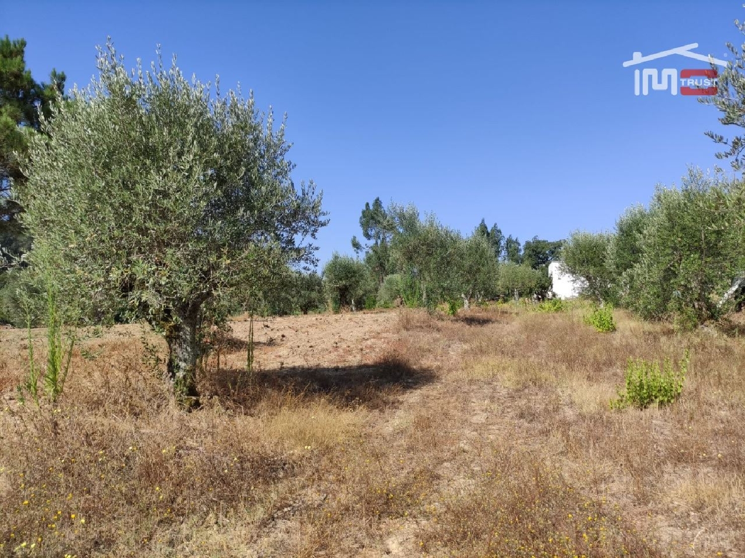 for sale terrain Caxarias Ourém 3