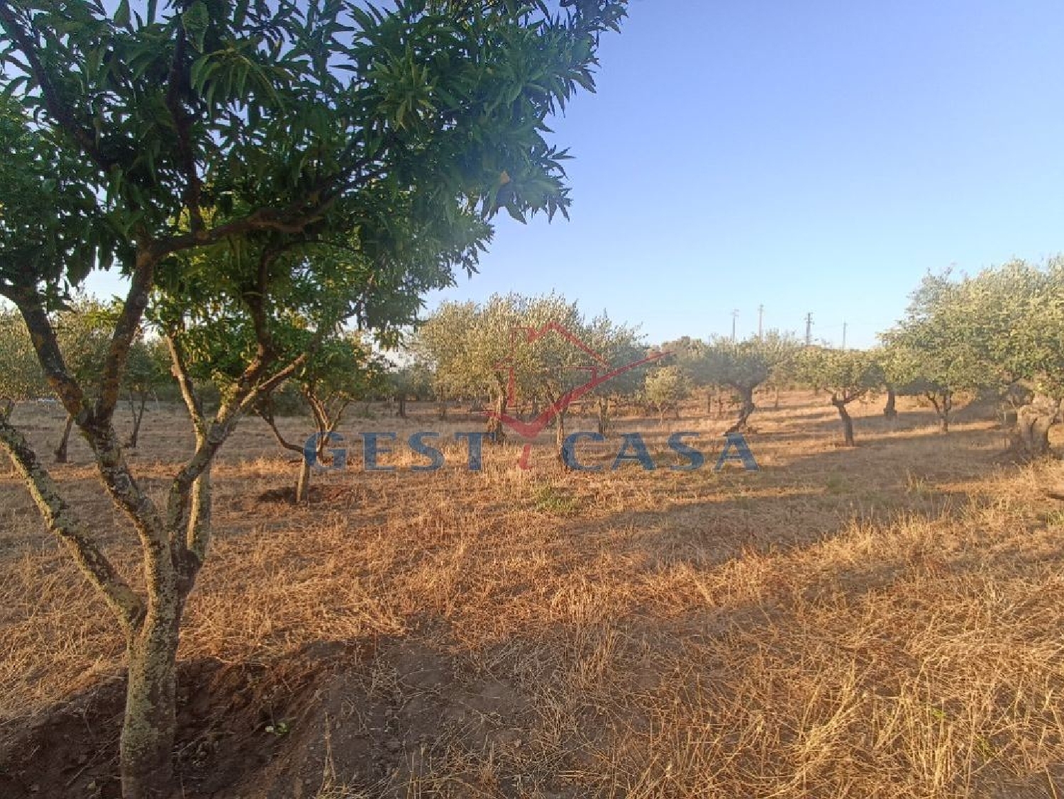 te koop terrein Cebolais de Cima Castelo Branco 2